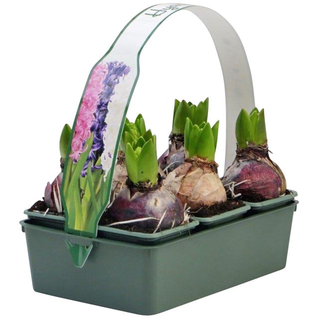 Picture of HYACINTHUS 01BULB MIX 6-PACK