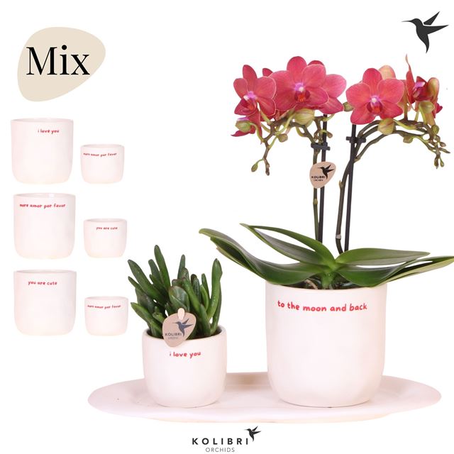 Picture of Phalaenopsis arrangement gift set love