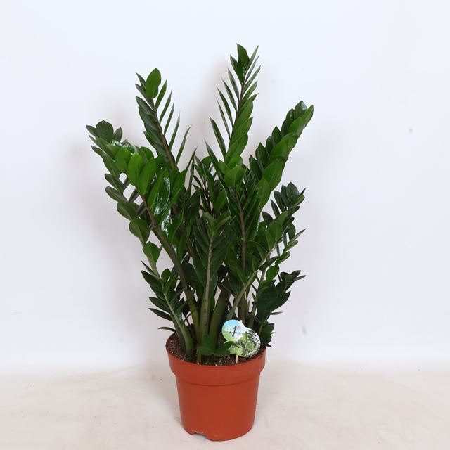 Picture of Zamioculcas zamiifolia