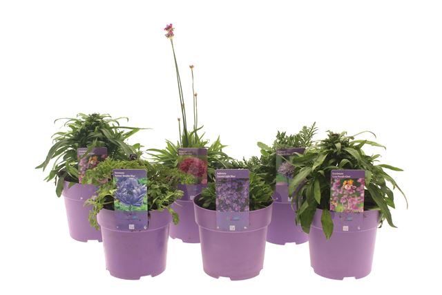 Picture of Perennial mix shelve - purple