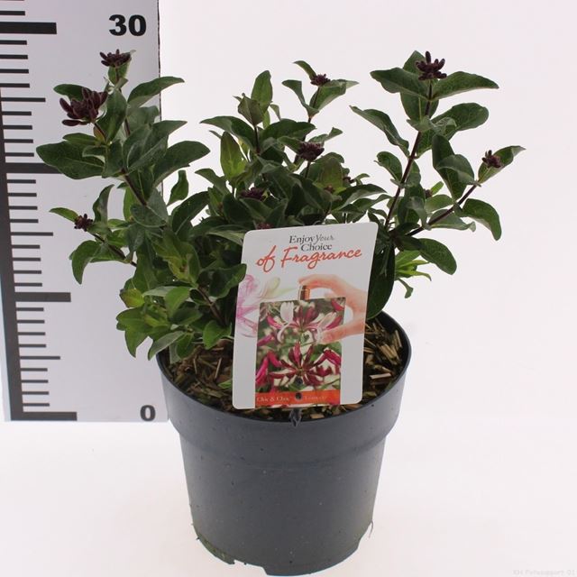 Picture of Lonicera periclymenum chic and choc