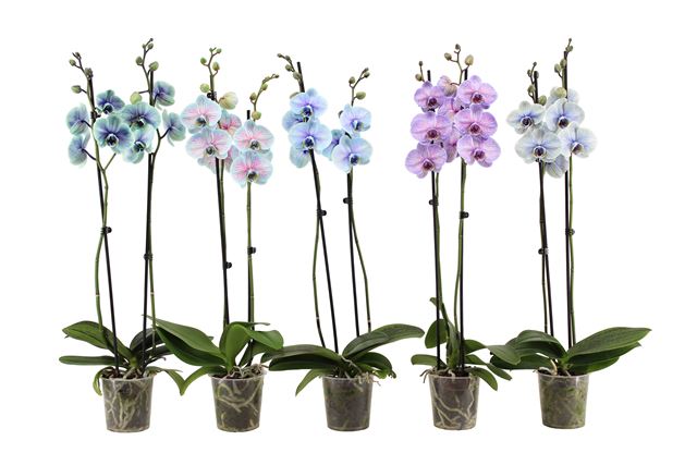 Picture of PHALAENOPSIS 02-STEM COLORE MIX SPECIAL