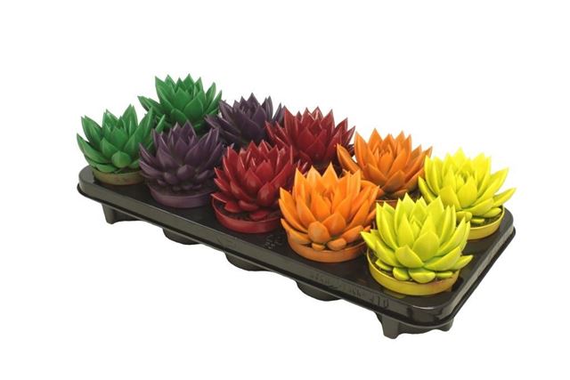 Picture of ECHEVERIA MIRANDA DIYED AUTUMN MIX