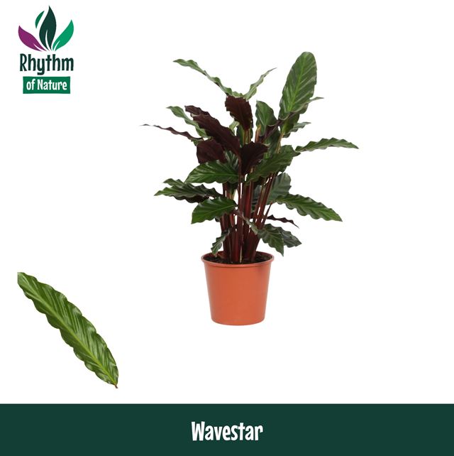 Picture of CALATHEA RUFIBARBA WAVESTAR