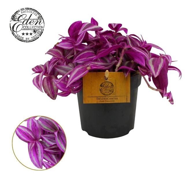 Picture of Tradescantia pink paradise