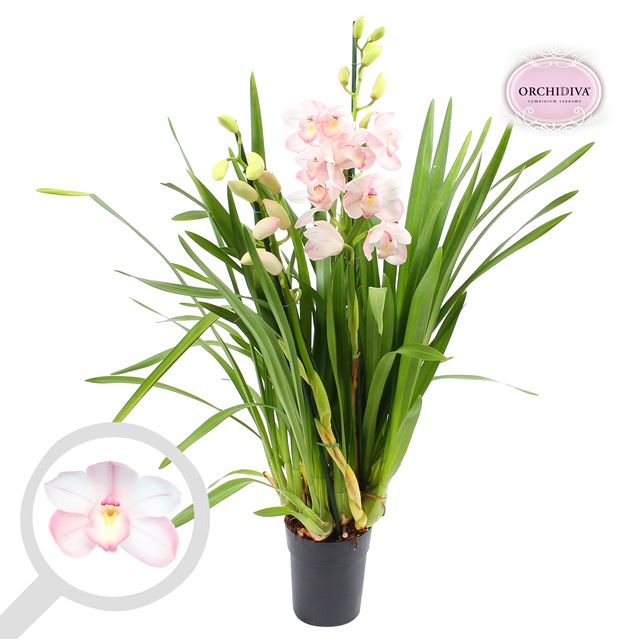 Picture of Cymbidium 03-stem light pink