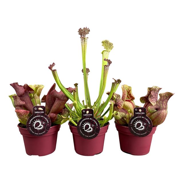 Picture of SARRACENIA MIX