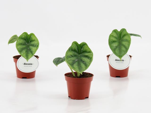Picture of Alocasia dragon scale