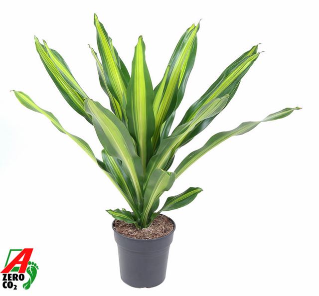 Picture of DRACAENA FRAGRANS BURLEY