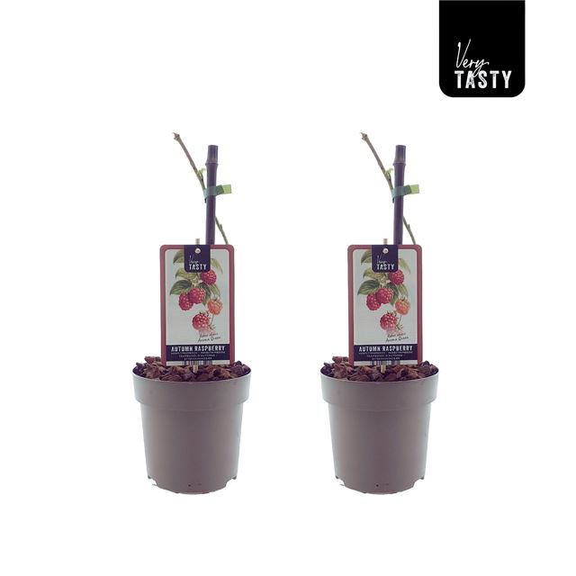 Picture of Rubus aroma queen