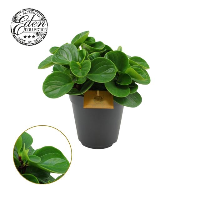 Picture of PEPEROMIA OBTUSIFOLIA RED CANYON