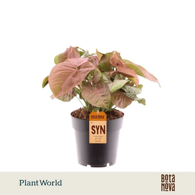Picture of Syngonium podophyllum red heart