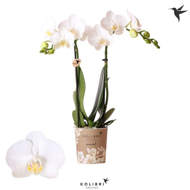 Picture of Phalaenopsis 02-stem kolibri amabilis