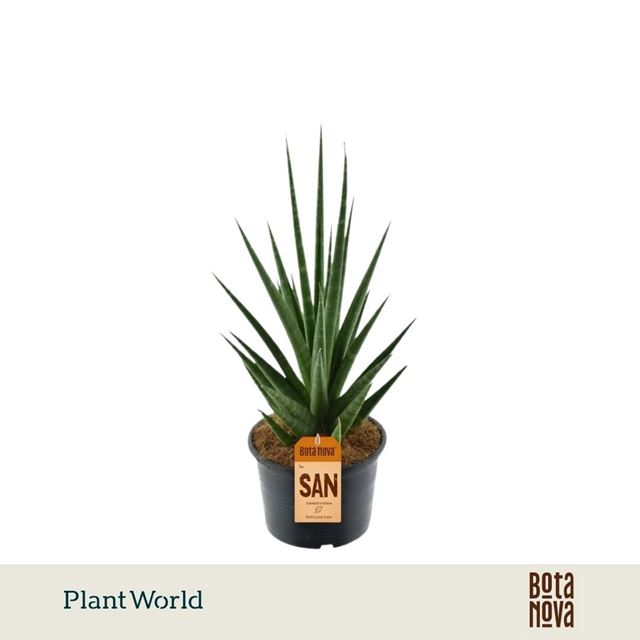 Picture of Sansevieria dancing queen