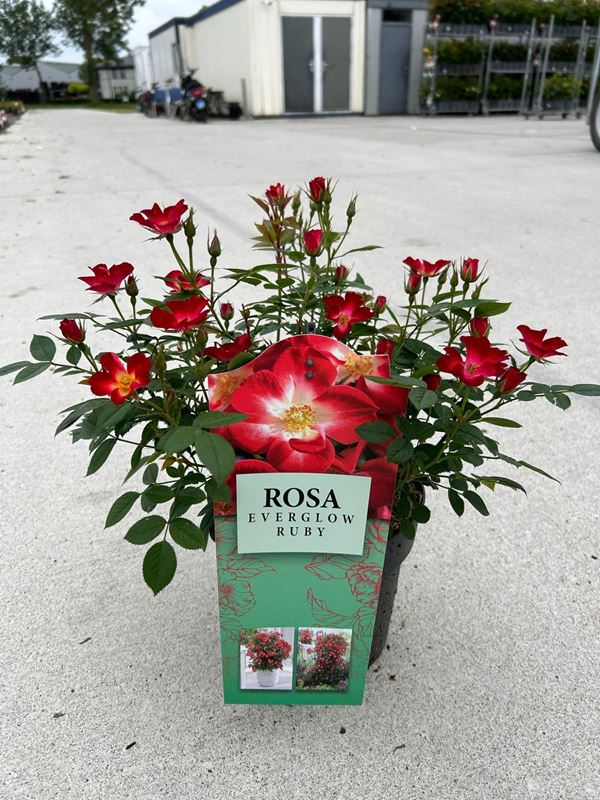 Picture of Rosa everglow ruby bush