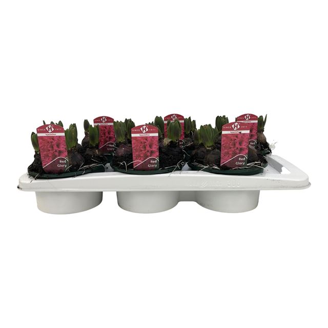 Picture of HYACINTHUS 5BULBS RED IN BOWL