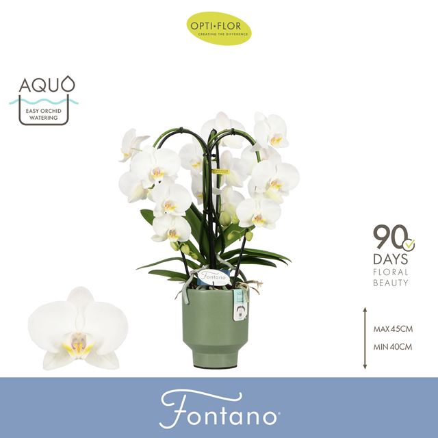 Picture of Phalaenopsis 03-stem fontano bellagio in ceramic