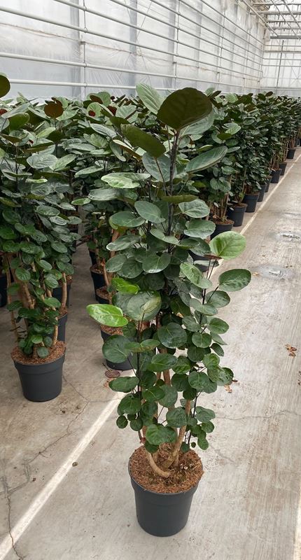 Picture of Polyscias fabian branched