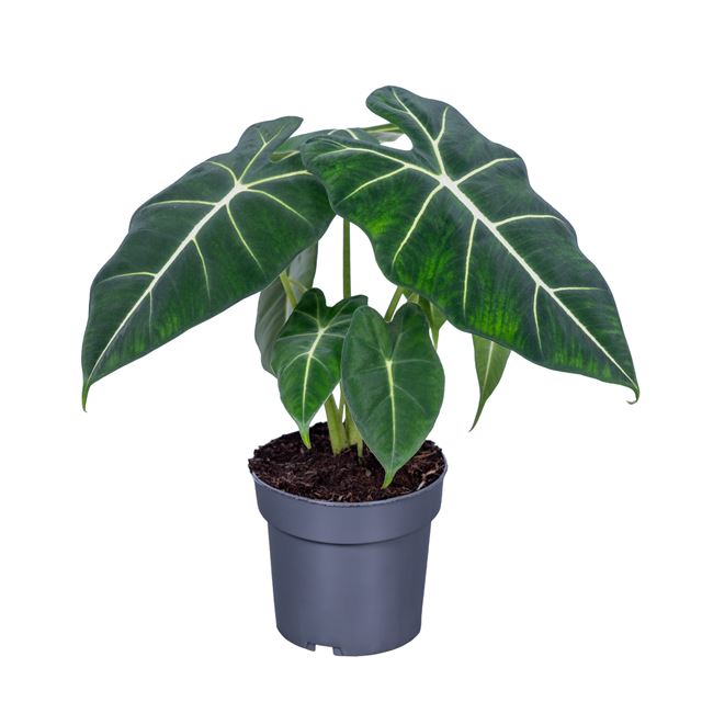 Picture of Alocasia frydek