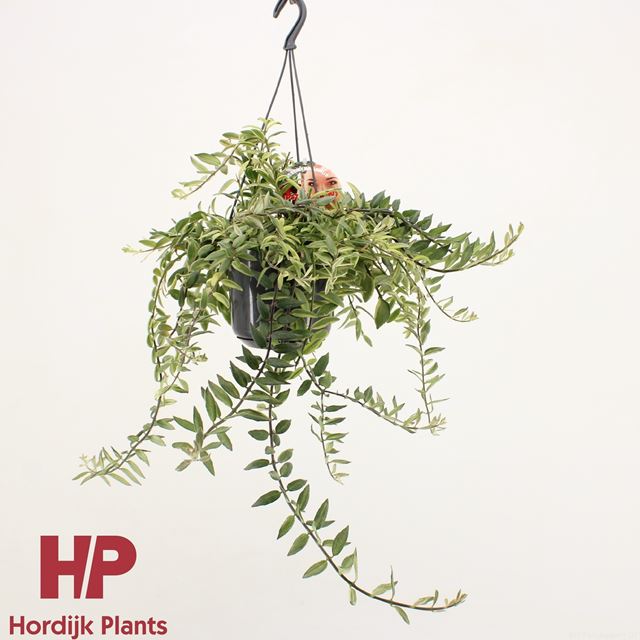 Picture of AESCHYNANTHUS BOLERO BICOLORE IN HANGING BASKET