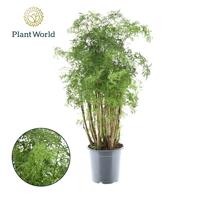 Picture of Polyscias ming branched