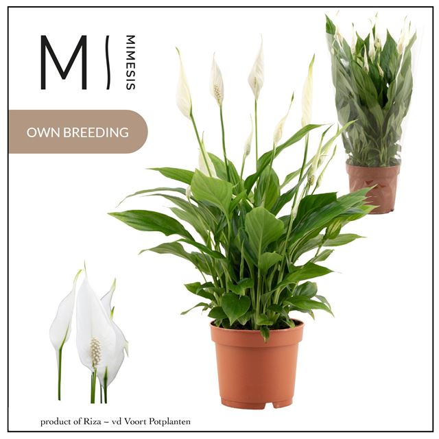 Picture of Spathiphyllum chopin