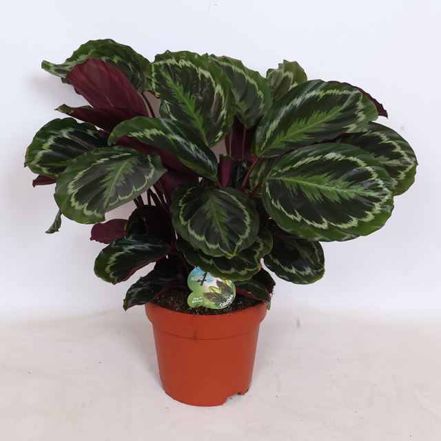 Picture of Calathea roseopicta medaillon