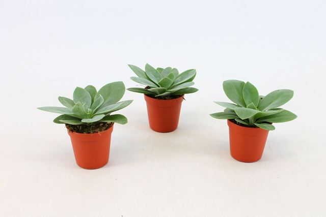 Picture of Senecio cephalophorus