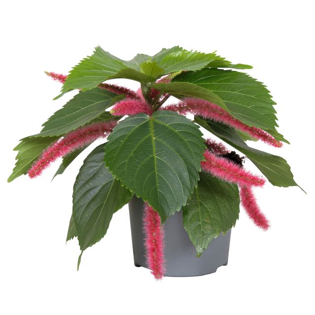 Picture of Acalypha hispida pink
