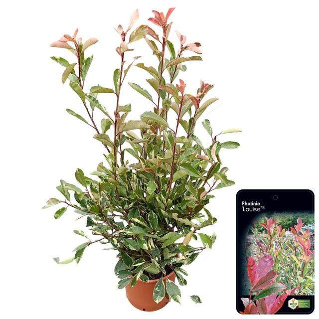 Picture of Photinia fraseri louise