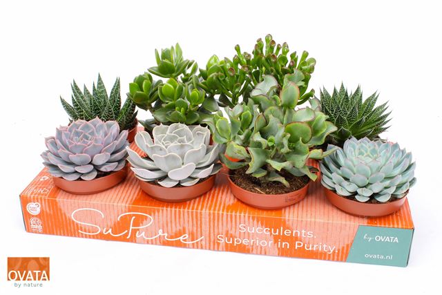 Picture of SUCCULENT MIX ROCK