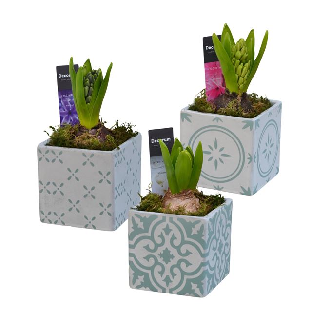 Picture of HYACINTHUS 01BULB CERAMIC VERDE ALEGRE 