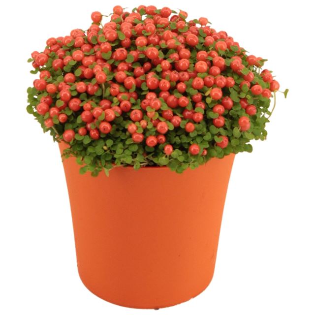 Picture of Nertera granadensis orange in orange pot
