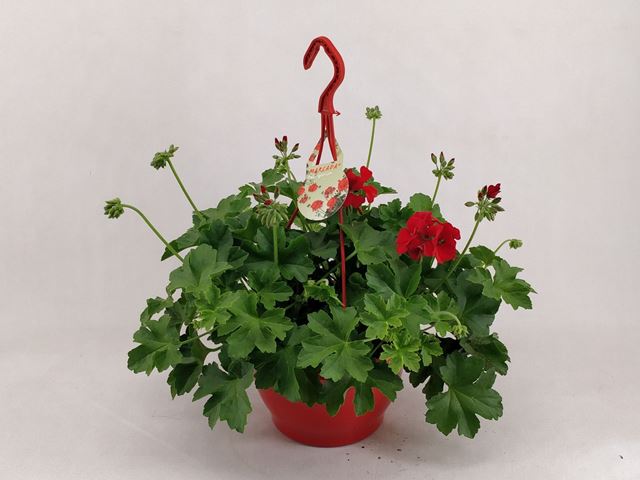 Picture of Pelargonium marcada dark red hanging basket