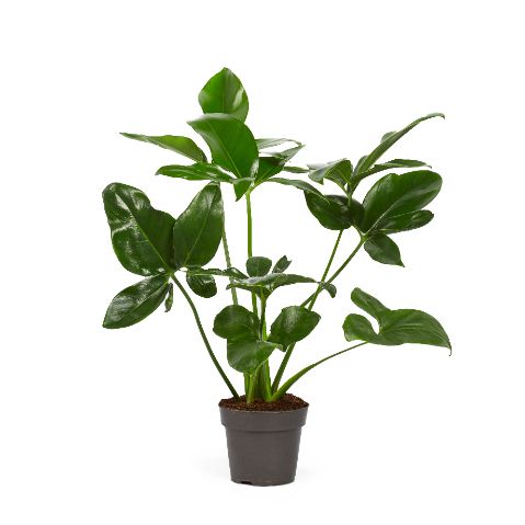 Picture of PHILODENDRON FUN BUN