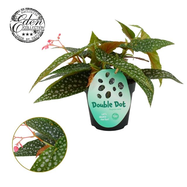 Picture of BEGONIA MACULATA CANE DOUBLE DOT