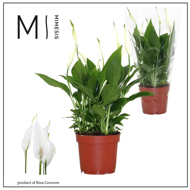 Picture of Spathiphyllum chopin