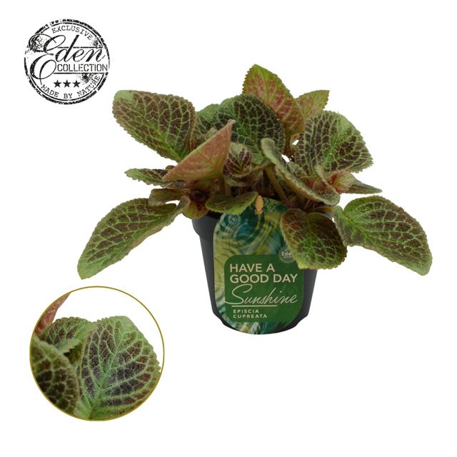 Picture of EPISCIA CUPREATA SHIMMER 
