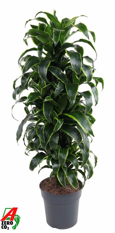Picture of Dracaena fragrans dorado branched