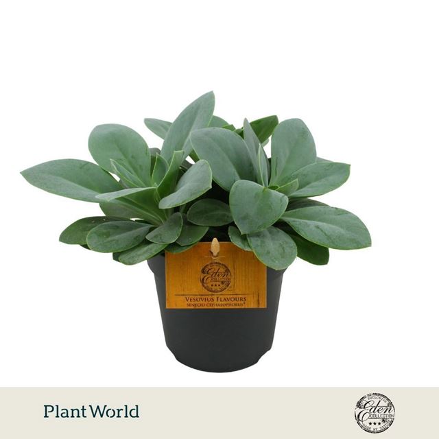 Picture of Senecio cephalophorus