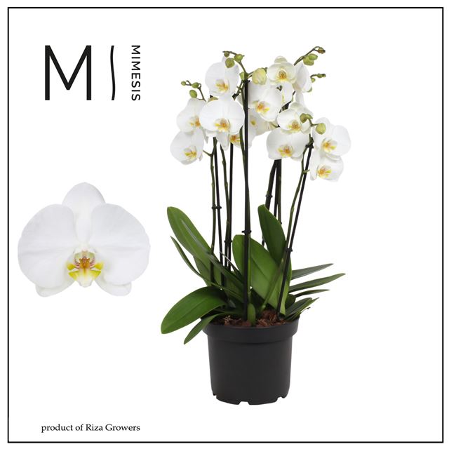 Picture of Phalaenopsis 05-stem marvellous nottingham
