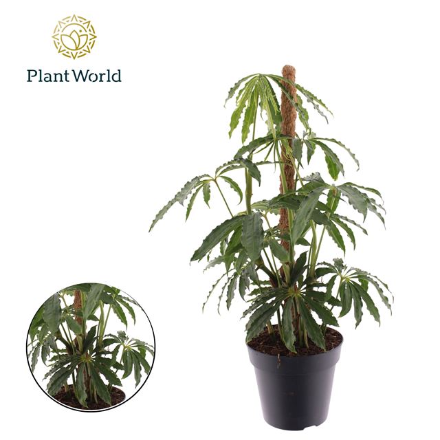 Picture of Anthurium polyschistum mosspole