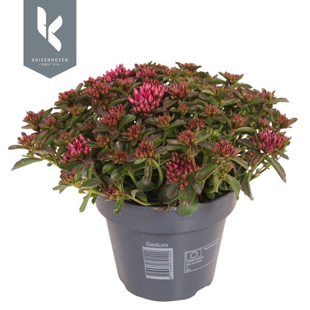 Picture of Sedum spot on deep rose