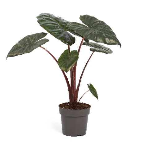 Picture of ALOCASIA YUCATAN PRINCESS