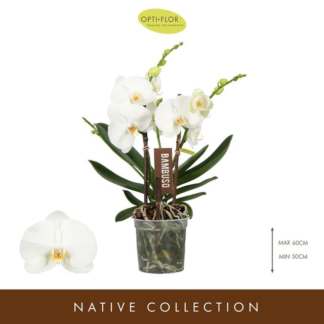 Picture of Phalaenopsis 02-stem bambuso sequoia