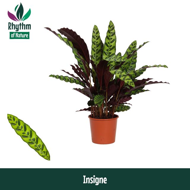 Picture of CALATHEA LANCIFOLIA INSIGNE
