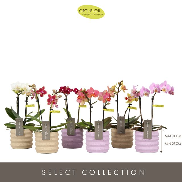 Picture of PHALAENOPSIS 02-STEM OPTIFRIEND MIX IN CERAMIC