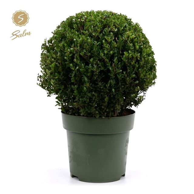 Picture of Ilex crenata ball 040cm