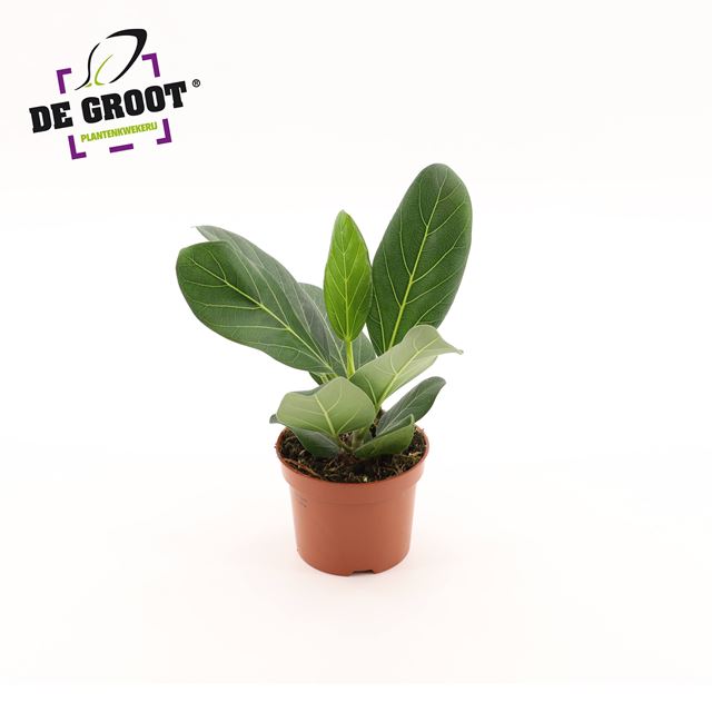 Picture of Ficus benghalensis