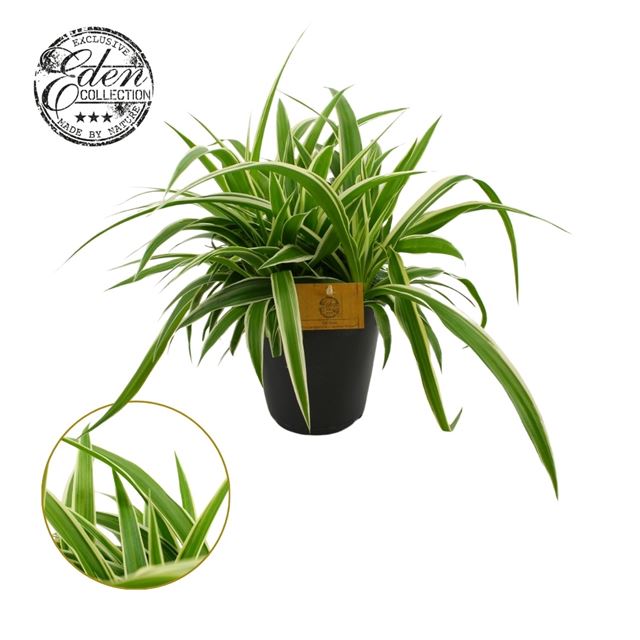 Picture of CHLOROPHYTUM COMOSUM OCEAN